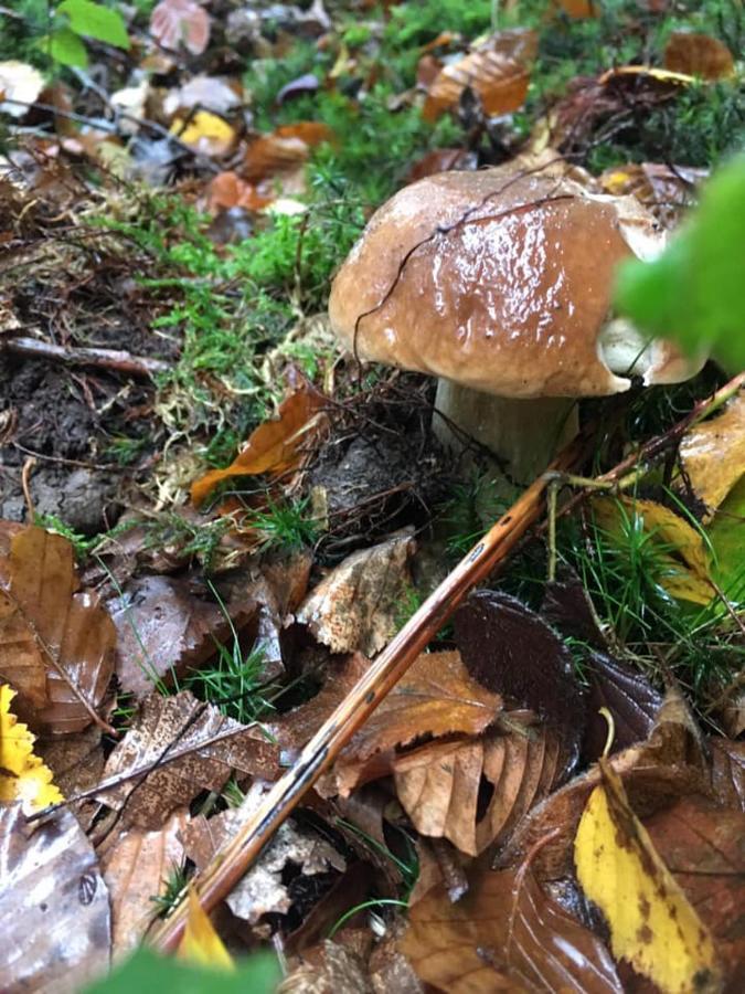 Celles  Gite La Petite Beurrerie Des Ardennes מראה חיצוני תמונה